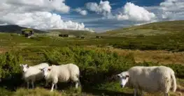 Rondane Nationalpark