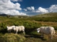 Rondane Nationalpark